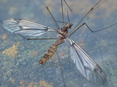 Leptotarsus cubitalis