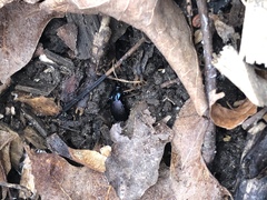Sphaeroderus