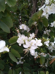 Bauhinia variegata candida