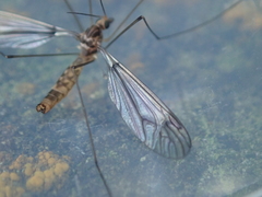Leptotarsus cubitalis