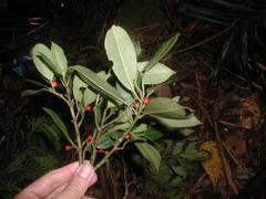 Ilex guianensis