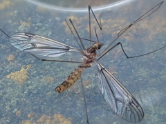 Leptotarsus cubitalis