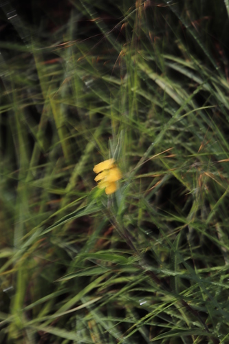 Commelina africana var. krebsiana image