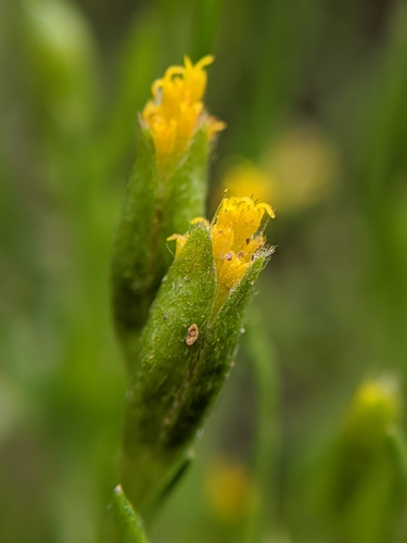 Image of Lasthenia microglossa by no rights reserved