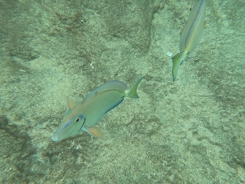 Acanthurus tractus