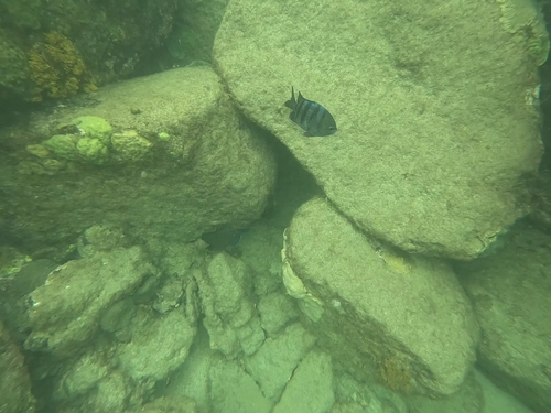 Abudefduf saxatilis
