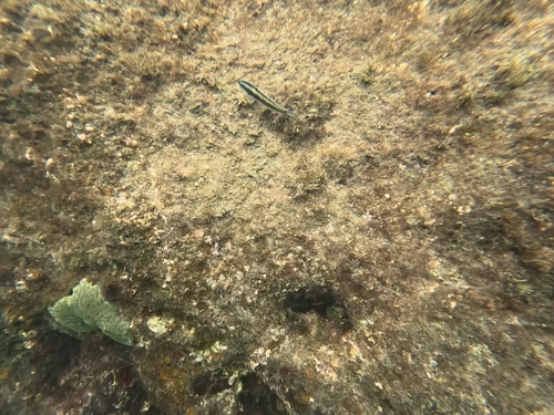 Thalassoma bifasciatum