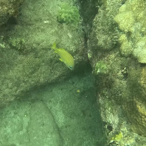 Haemulon flavolineatum
