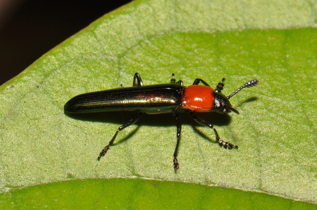 Lizard Beetles