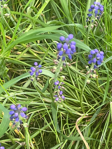 Muscari armeniacum