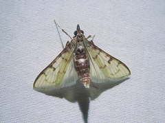 Azochis