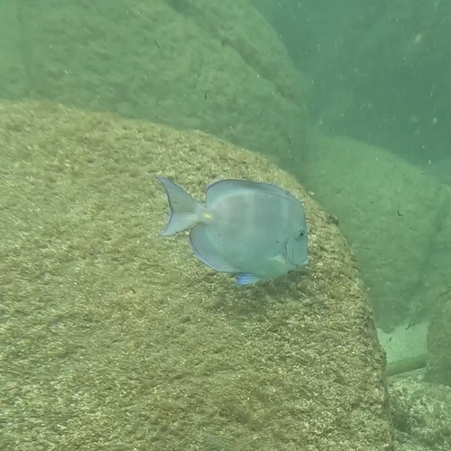 Acanthurus coeruleus