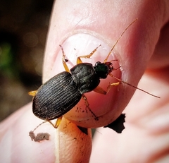 Chlaenius impunctifrons