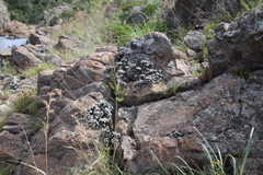 Helichrysum galpinii image