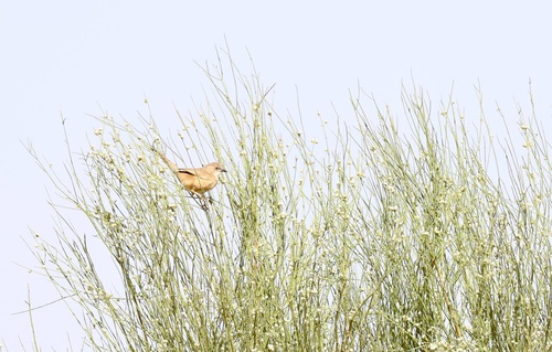 iNaturalist image