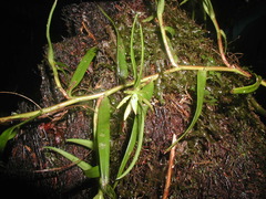 Epidendrum isomerum