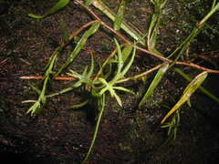 Epidendrum isomerum
