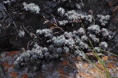 Helichrysum galpinii image