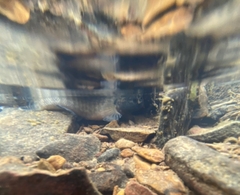 Etheostoma squamiceps