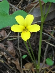 Viola lobata integrifolia