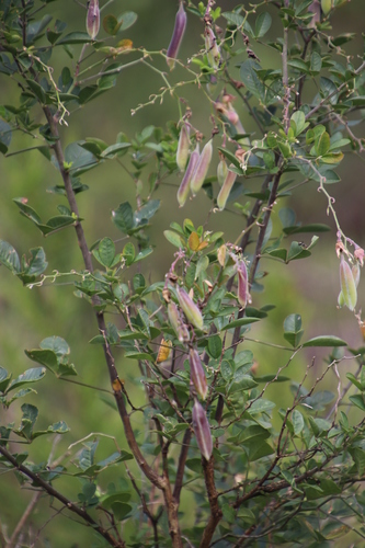 Image of Crotalaria capensis by (c) Tony Rebelo, some rights reserved (CC BY-SA)