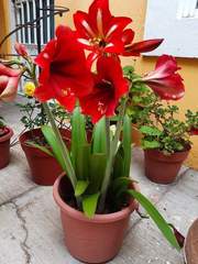 Hippeastrum vittatum
