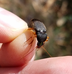 Chlaenius impunctifrons