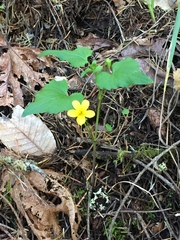 Viola lobata integrifolia
