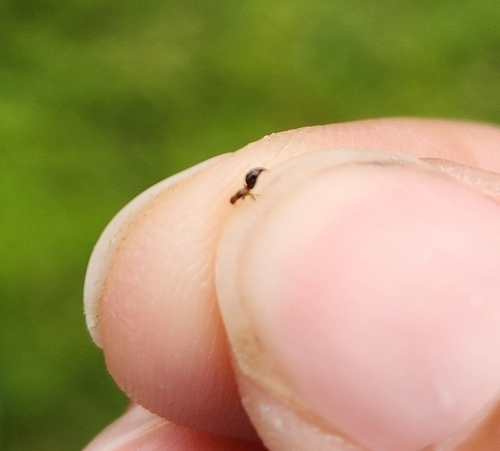 Sclerodermus observed 2026-04-22