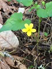 Viola lobata integrifolia