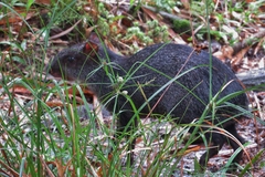 Dasyprocta fuliginosa