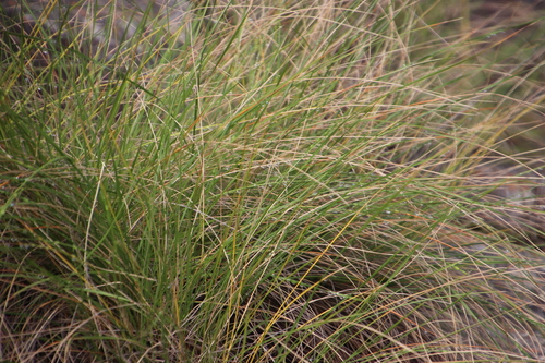 Coleochloa setifera image