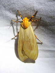 Halysidota leda