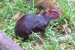 Dasyprocta fuliginosa