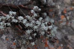 Helichrysum galpinii