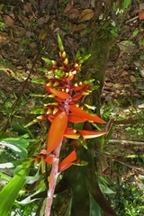 Aechmea retusa