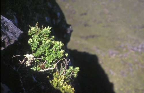 Berberis masafuerana