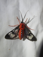 Cosmosoma demantria