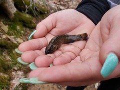 Etheostoma squamiceps