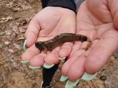 Etheostoma squamiceps