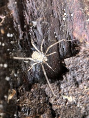 Ortholasma rugosum