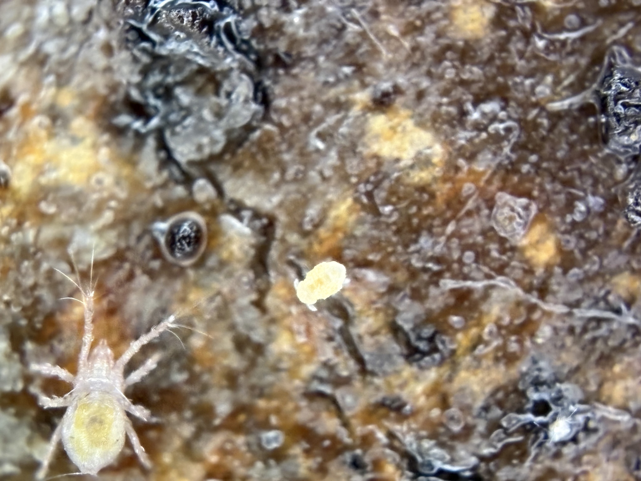 Megalothorax minimus V.Willem, 1900