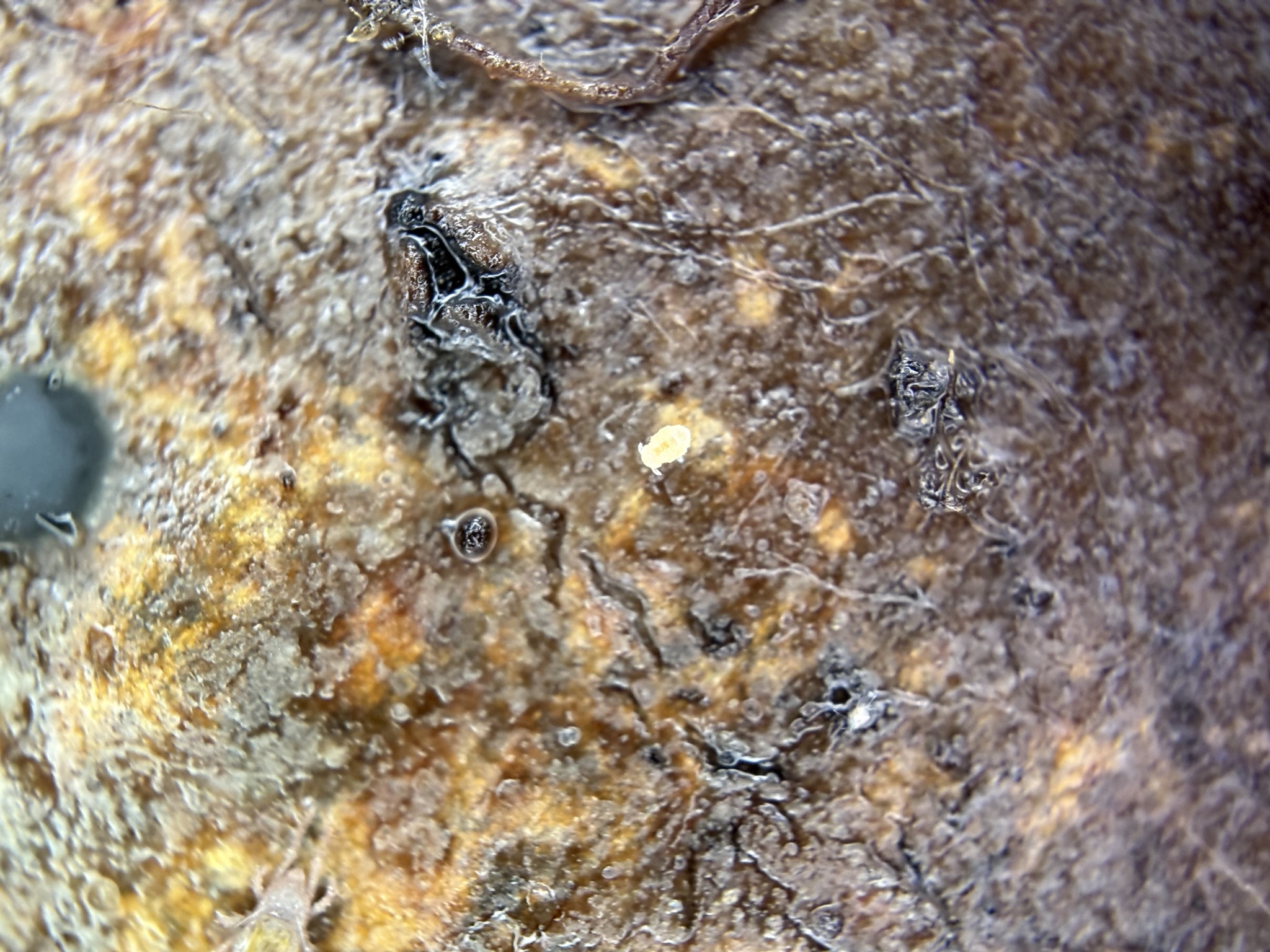 Megalothorax minimus V.Willem, 1900