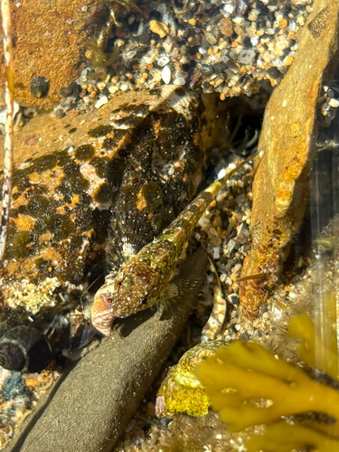 Clinocottus analis