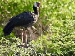 Northern Screamer photo 2