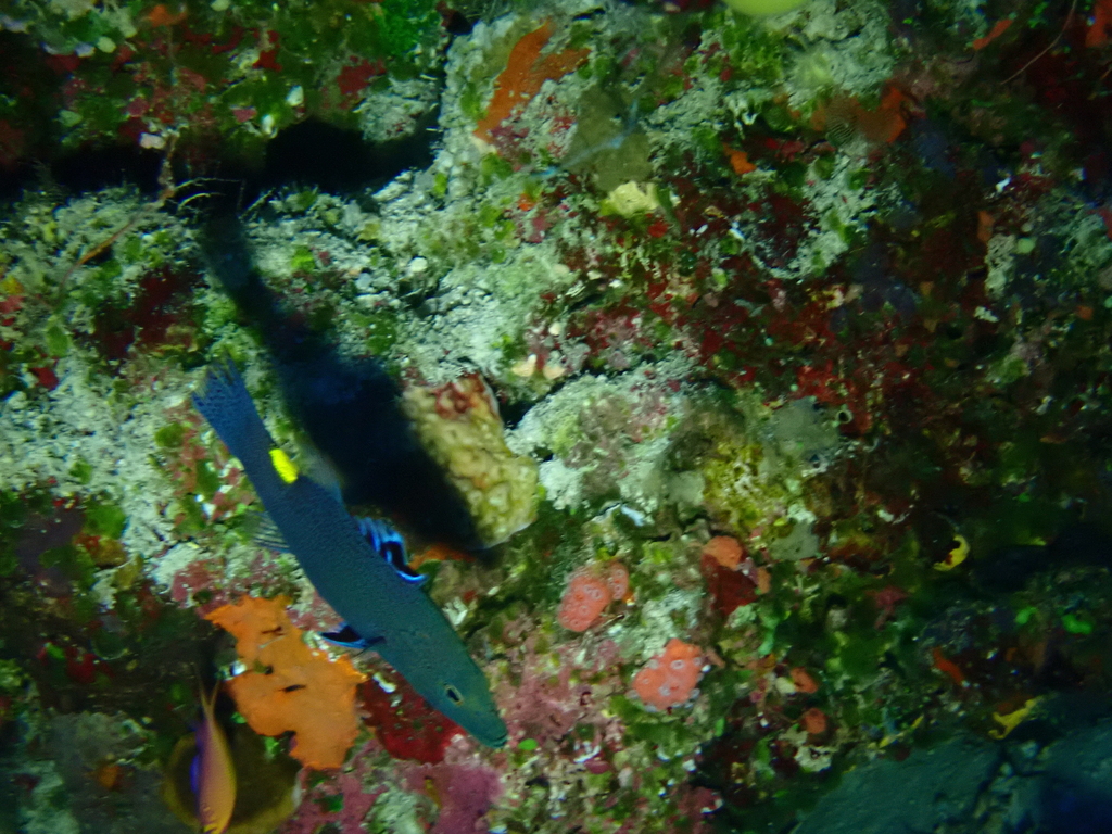 Arrow-headed Soapfish