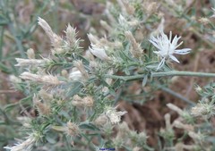 Centaurea diffusa