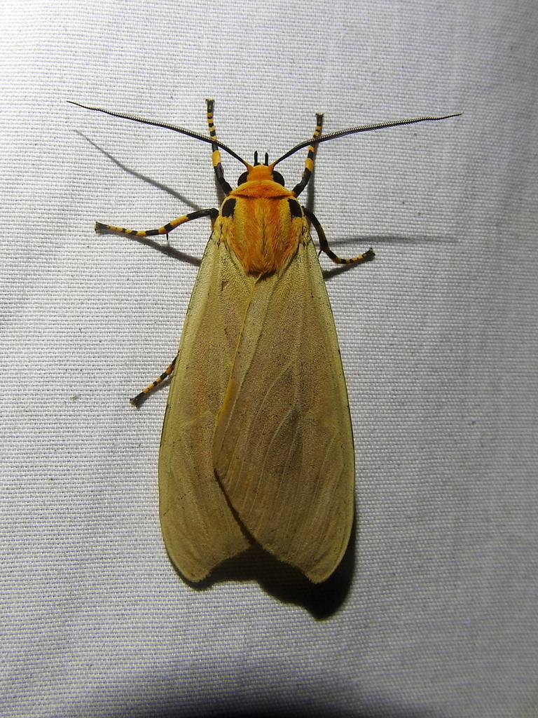 Halysidota leda