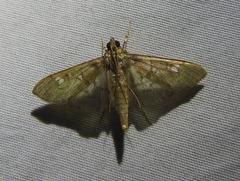 Microthyris