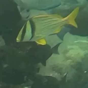 Anisotremus virginicus
